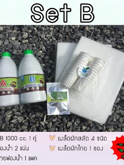 SET B