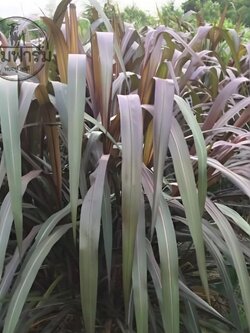 10 ก.ก. หญ้าเนเปียร์ ** สีม่วง ** สำหรับ กระต่าย หนู เต่า วัว ควาย แพะ แกะ โปรตีนสูง กินง่าย จากหอมฟาร์ม