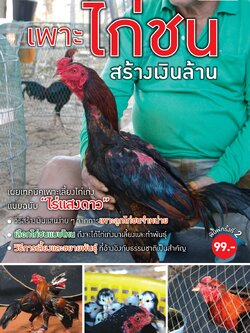 เพาะไก่ชนสร้างเงินล้าน