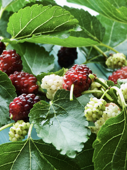 ใบหม่อนสด ออแกนิค เก็บสดๆ