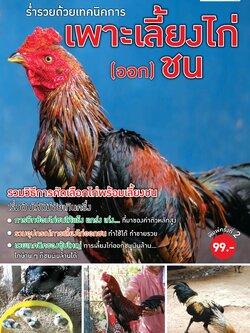 ร่ำรวยด้วยเทคนิคการเพาะเลี้ยงไก่ (ออก) ชน