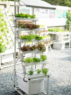 ชุดปลูกผักไฮโดรโปนิกส์ แบบขั้นบันได(ล้อเลื่อน) ขนาด 50 cm. 6 รางปลูก