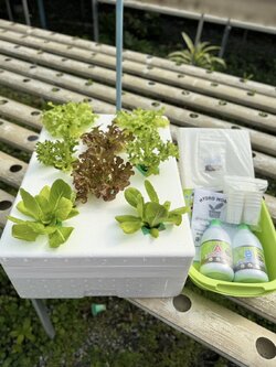 ชุดปลูกผักไฮโดรโปนิกส์กล่องโฟม