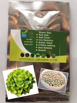 เมล็ดพันธุ์กรีนโอ๊ค แบบเคลือบ