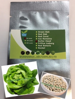 เมล็ดพันธุ์ บัตเตอร์เฮด (Butter Head)