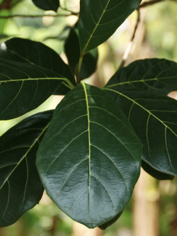 ใบขนุนสด ใบไม้มงคล ใช้ประกอบพิธีกรรมต่างๆ