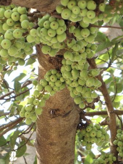 มะเดื่อชุมพร (มะเดื่ออุทุมพร) ใบ ลูกสด พร้อมส่ง ส่งทุกวัน