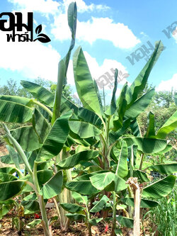 หน่อกล้วยมงคล หน่อกล้วยแปลก มีหลายพันธุ์ให้เลือก หน่อกล้วยสะสม ราคาไม่แพง เก็บเงินปลายทางได้