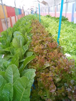 โรงเรียนวัดชมนิมิตร