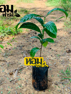 ต้นกาแฟพันธุ์ โรบัสต้า จากหอมฟาร์ม