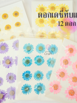 ดอกเดซี่แห้งทับ 12 ดอก ดอกไม้แห้งทับ คละขนาด