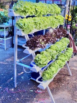 ปลูกผักไฮโดรโปนิกส์ แบบขั้นบันได ขนาด 1.5 m. 5 รางปลูก