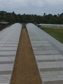 ปราณคีรี ฟาร์ม 300ยอด ปราณบุรี