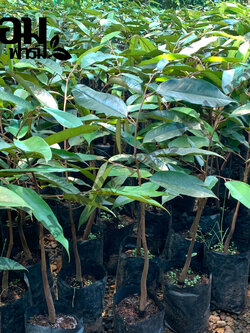 ต้นทุเรียน เสียบยอด สูง 40-50 ซ.ม. ต้นสวย แข็งแรง หมอนทอง มูซานคิง พวงมณี นกกระจิบ ก้านยาว จากหอมฟาร์ม