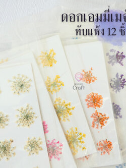 ดอกเอมมี่เมจัส 12 ดอก ดอกไม้แห้งทับ