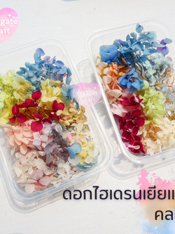 ดอกไฮเดรนเยียแห้ง แบบกล่อง คละขนาด คละสี สุ่ม