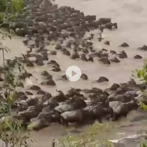 จูฬโคปาลสูตร ผู้นำที่เป็นบัณฑิต อุปมาอริยบุคคลแต่ละระดับ