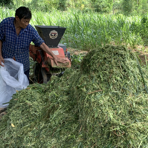 🌾 ไขความลับ! "หญ้าหมัก" อาหารวัวขุนคุณภาพสูง ทำเองได้ง่ายๆ ที่บ้าน 🌾