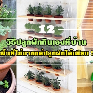 12 วิธีปลูกผักกินเองที่บ้าน พื้นที่ไม่มากแต่ปลูกผักได้เพียบ !