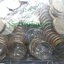 เหรียญยกถุง(100 เหรียญ)เหรียญ 5 บาท หมุนเวียน ปี 2560 ไม่ผ่านใช้