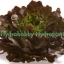 เมล็ดพันธุ์ เรดโอ๊ค(Red Oak)