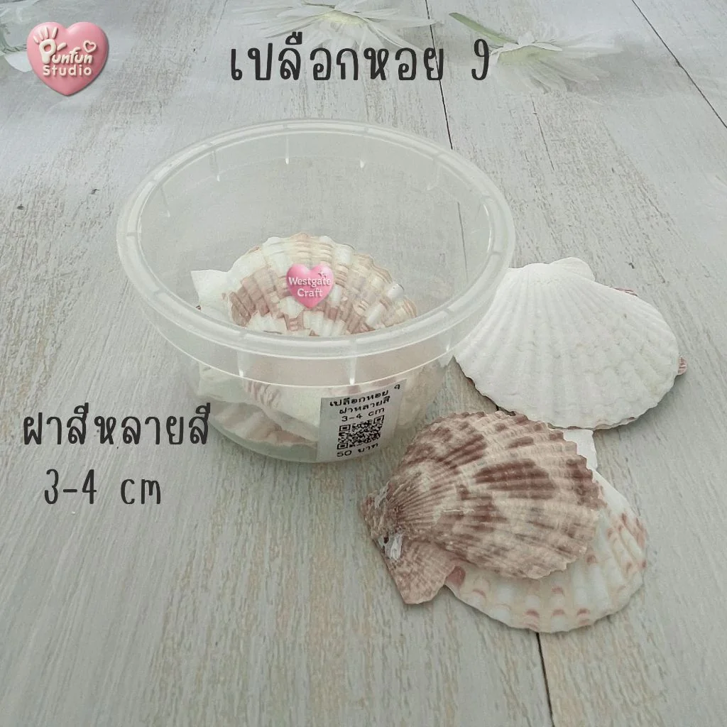 เปลือกหอยฝาสีขาว ฝาหลายสี แบบกระปุก เปลือกหอยฝาสีขาว ฝาหลายสี แบบกระปุก