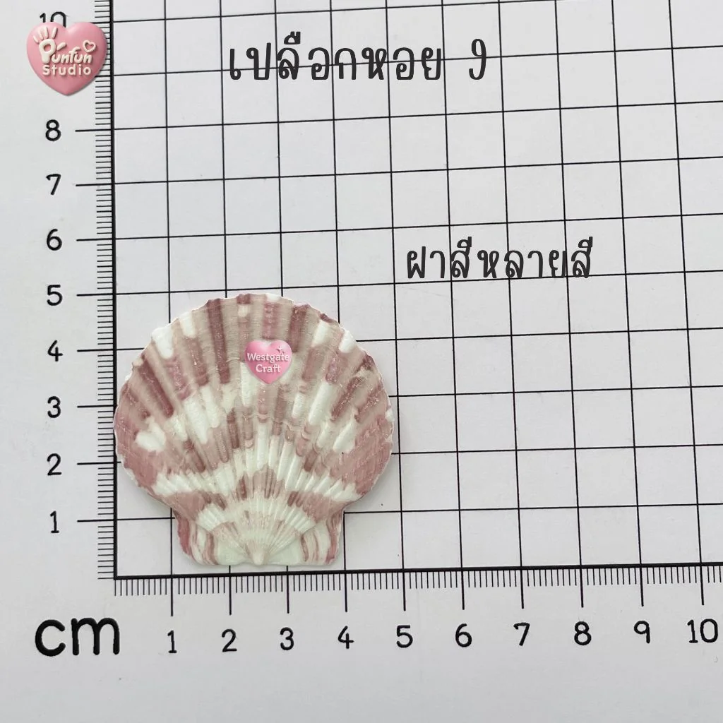 เปลือกหอยฝาสีขาว ฝาหลายสี แบบกระปุก เปลือกหอยฝาสีขาว ฝาหลายสี แบบกระปุก
