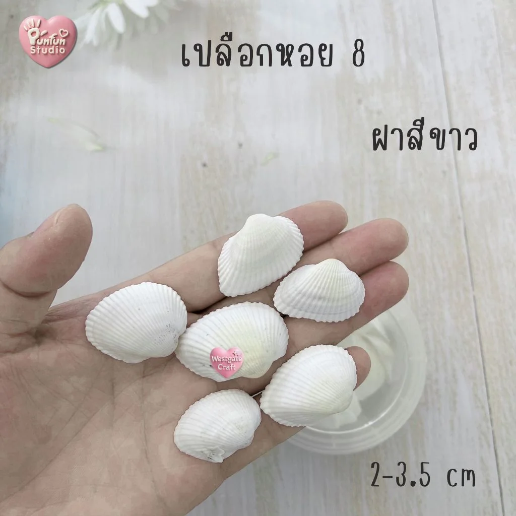เปลือกหอยฝาสีขาว ฝาหลายสี แบบกระปุก เปลือกหอยฝาสีขาว ฝาหลายสี แบบกระปุก