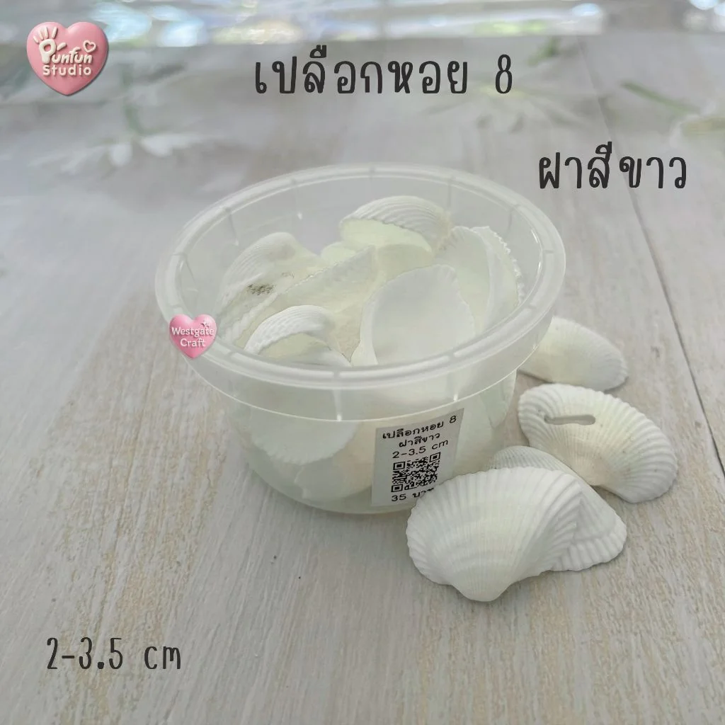 เปลือกหอยฝาสีขาว ฝาหลายสี แบบกระปุก เปลือกหอยฝาสีขาว ฝาหลายสี แบบกระปุก