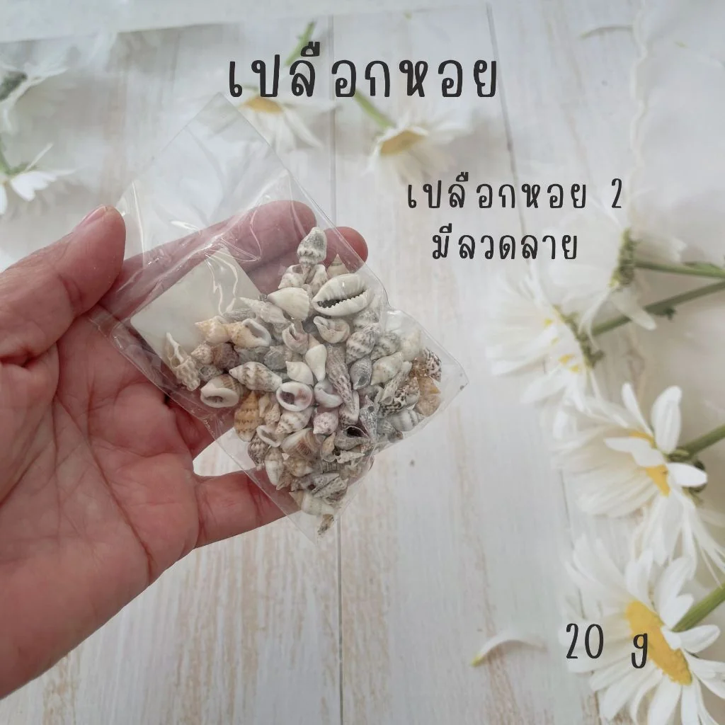 เปลือกหอยตกแต่งชิ้นงาน เปลือกหอยตกแต่งชิ้นงาน