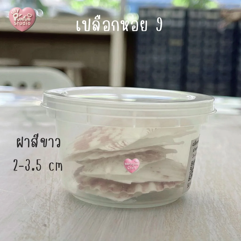 เปลือกหอยฝาสีขาว ฝาหลายสี แบบกระปุก เปลือกหอยฝาสีขาว ฝาหลายสี แบบกระปุก