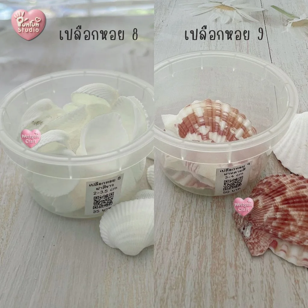 เปลือกหอยฝาสีขาว ฝาหลายสี แบบกระปุก เปลือกหอยฝาสีขาว ฝาหลายสี แบบกระปุก
